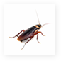 Cockroaches