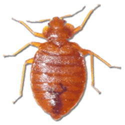 Bed Bug