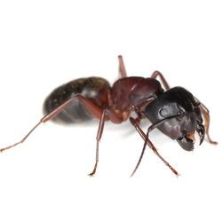 Carpenter Ant