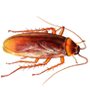 Cockroaches