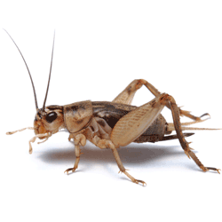 House Cricket