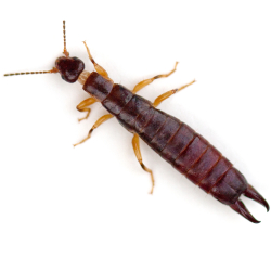 Earwigs