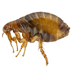 Fleas