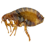 Fleas