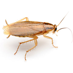 American Cockroach