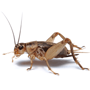House Crickets