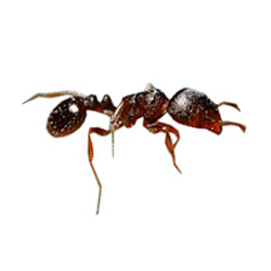 Pavement Ant