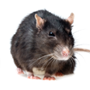 Rodents