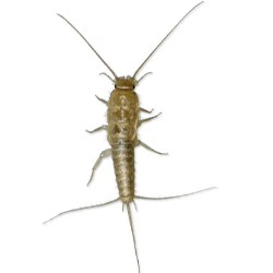Silverfish