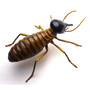 Termite 